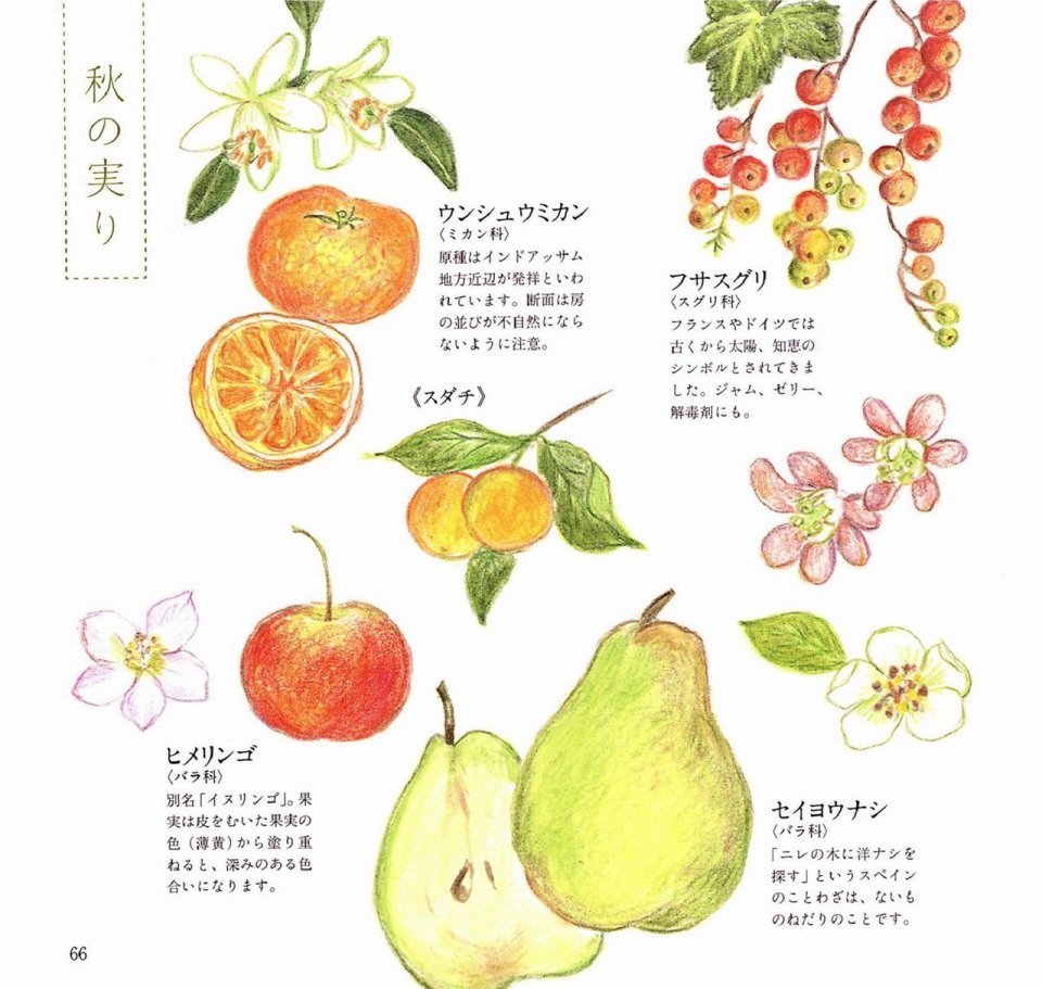 Lovely Flowers And Plants With Colored Pencils全一册 Lovely Flowers And Plants With Colored Pencils漫画 动漫之家漫画网 Lovely Flowers And Plants With Colored Pencils全一册 Lovely Flowers And Plants With Colored Pencils漫画 动漫之家漫画网