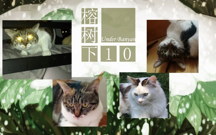 周五榕树下·汉化组的猫10像素猫