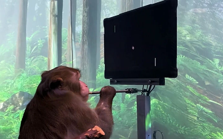 在猴子脑中植入芯片 成功完成仅用思考玩游戏的实验