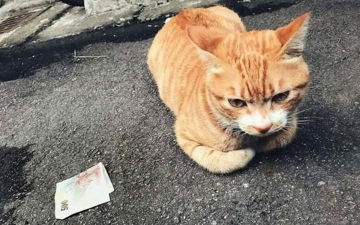 真实版《猫的报恩》 台湾小黄猫叼500元纸币给恩人